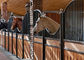 El caballo de acero modificado para requisitos particulares de la seguridad interior de bambú temporal del tablero atasca los establos del caballo hechos en fábrica
